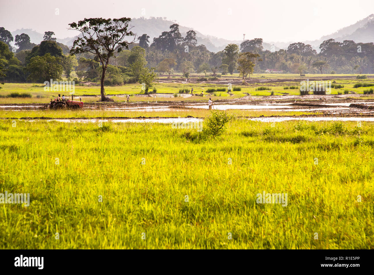 Rice farming in Sri Lanka Stock Photo