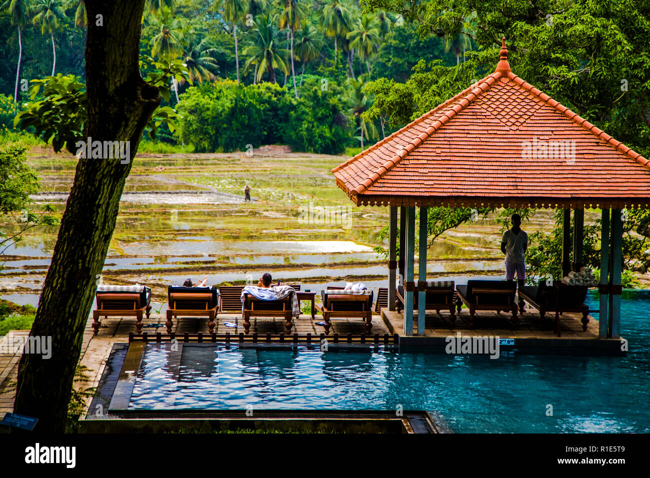 Hotel pool in Sri Lanka with rice paddies in background. From the swimming pool you have a clear view of the rice fields Stock Photo