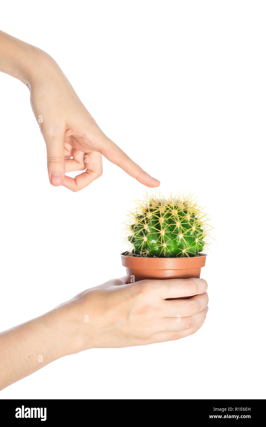 Female finger touch prickly cactus isolate on white background. Сoncept
