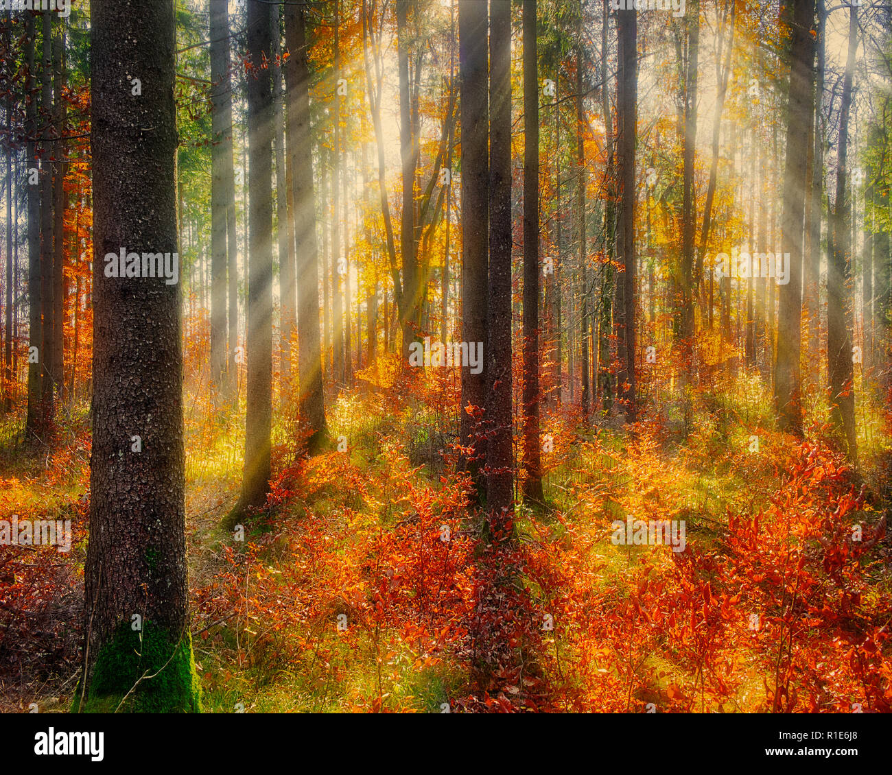 DE - BAVARIA: Autumnal forest scene at the Moralt Alm near Bad Tölz (HDR-Image) Stock Photo