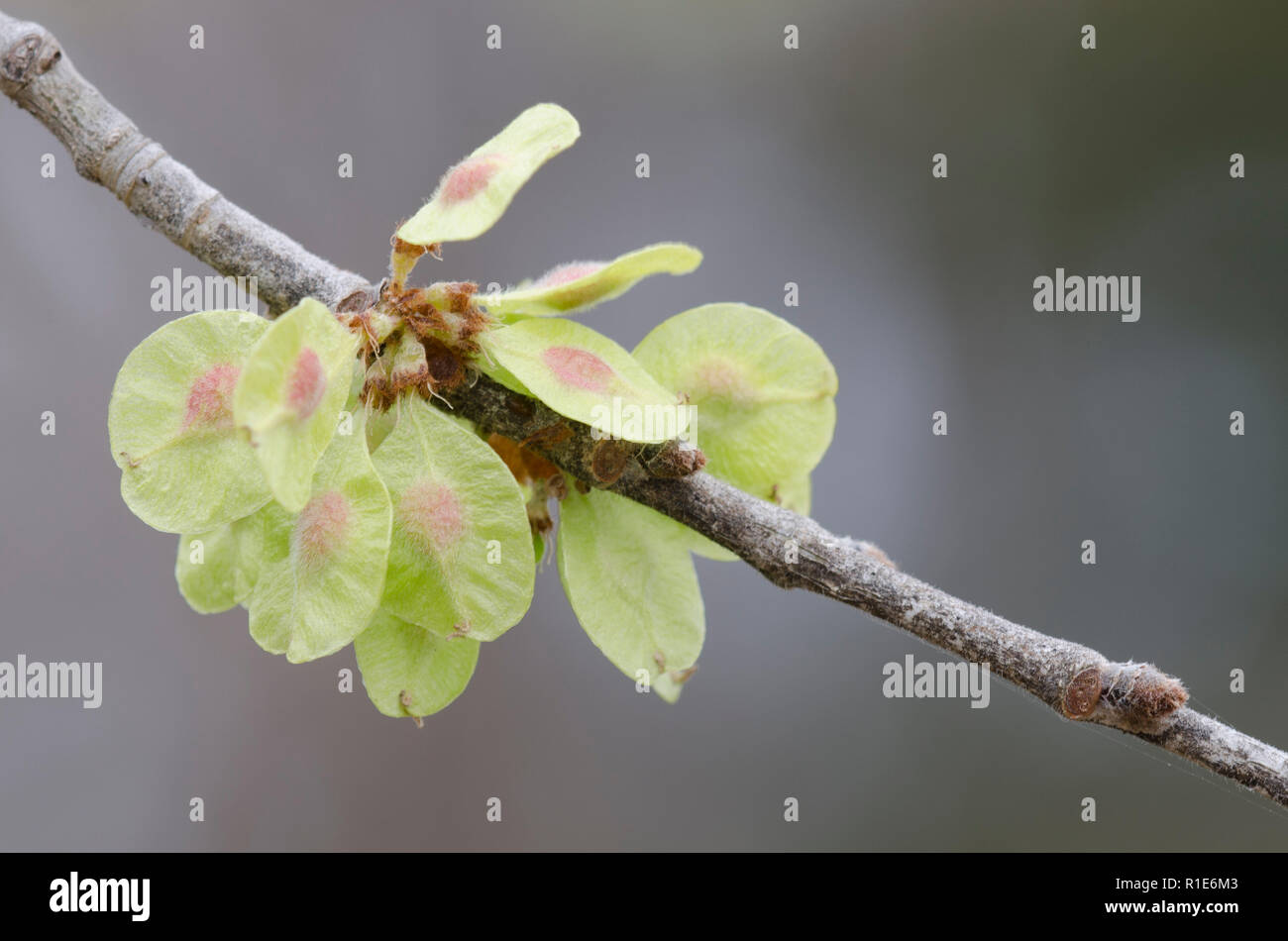 Elm, Ulmus sp., fruit Stock Photo