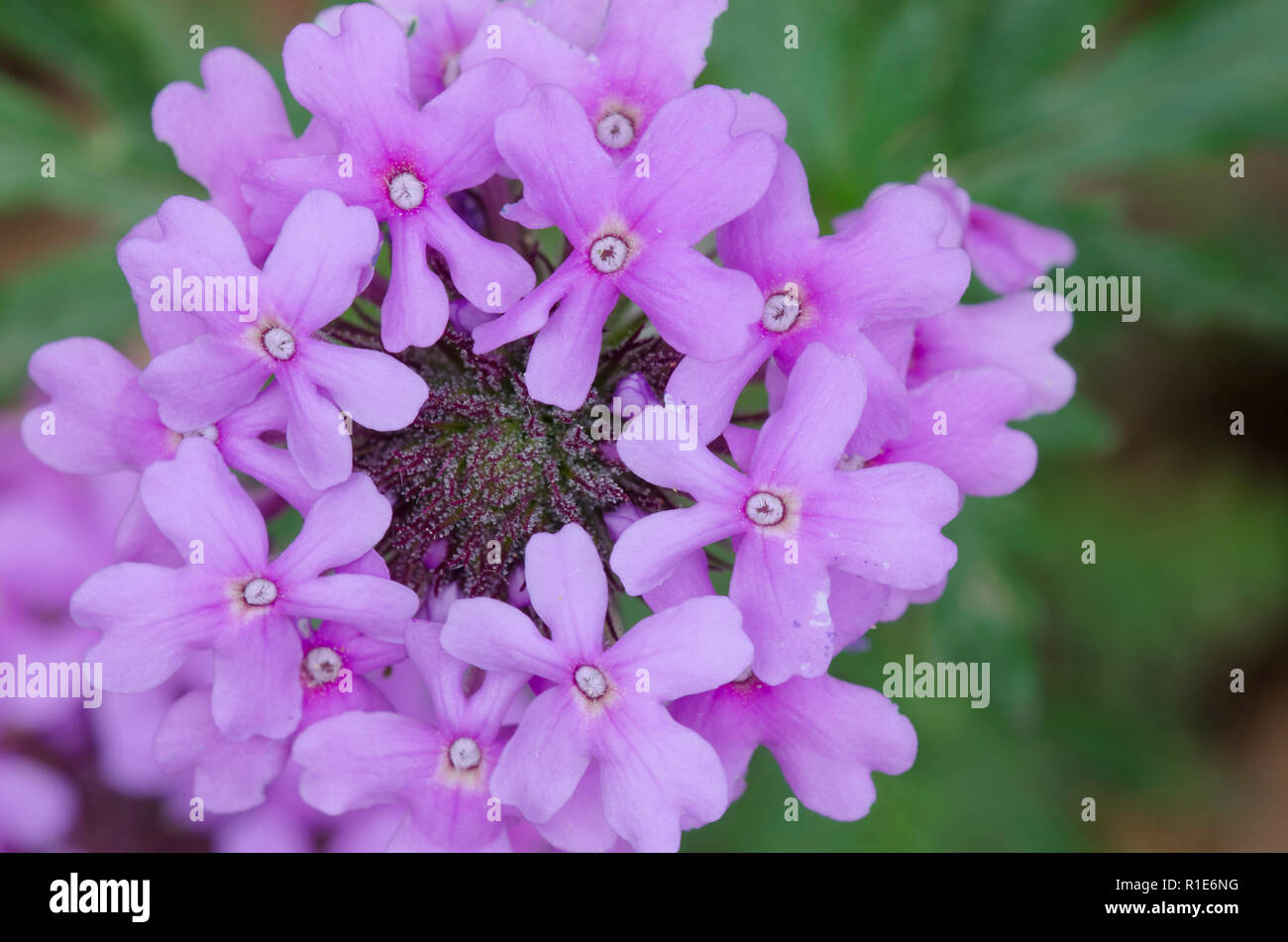 Rose Mock Vervain, Glandularia canadensis Stock Photo