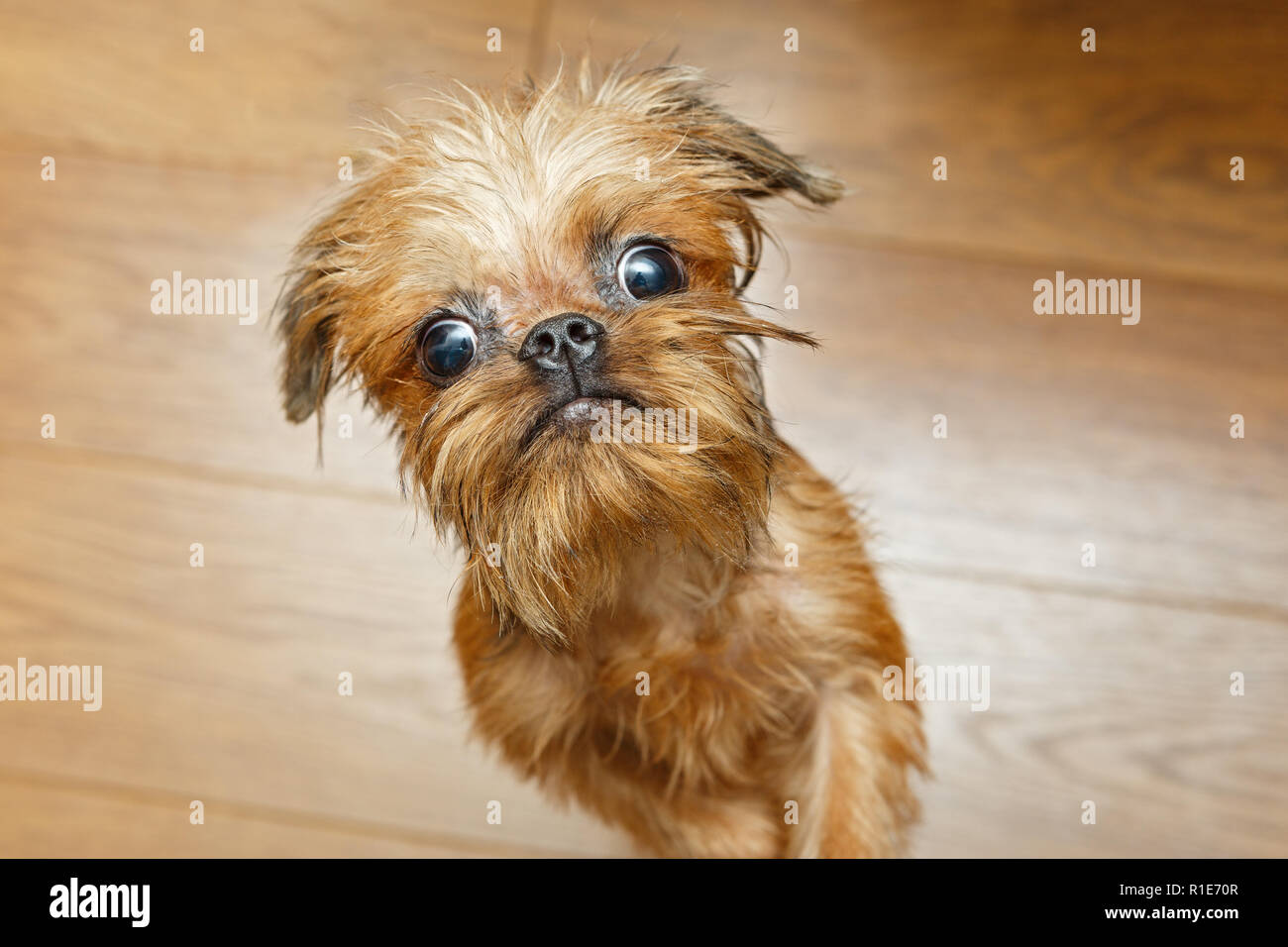 Dog breeds with small eyes online