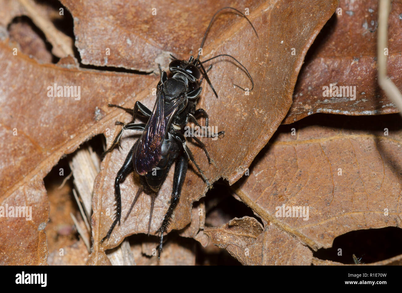 Cricket Hunter, Liris sp., wasp with field cricket, Gryllus sp., prey which will be used for its young Stock Photo