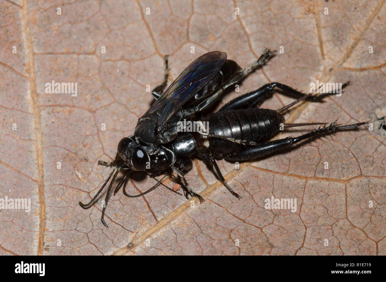 Cricket Hunter, Liris sp., wasp with field cricket, Gryllus sp., prey which will be used for its young Stock Photo