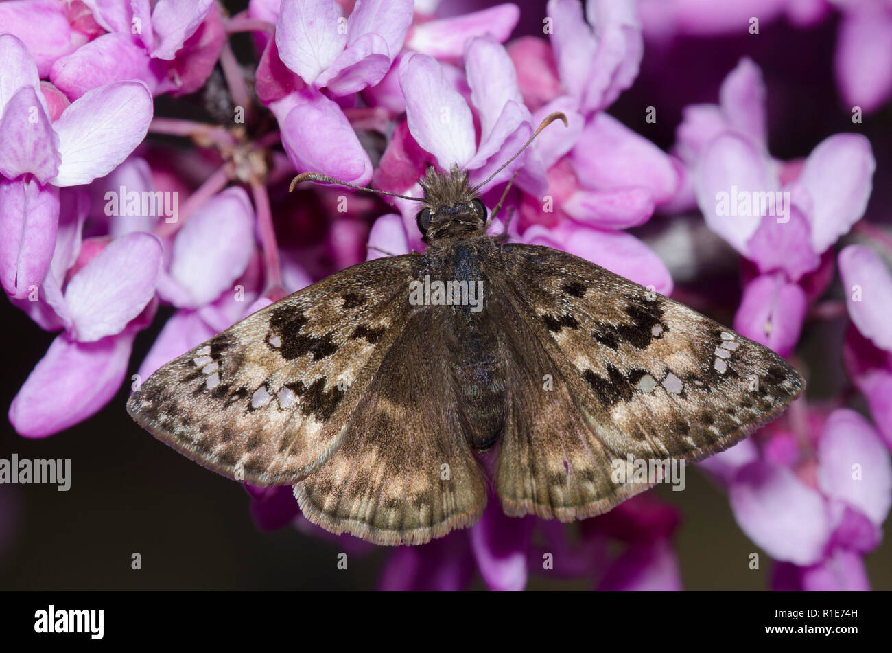 Horace’s Duskywing, Gesta horatius, female on Eastern Redbud, Cercis canadensis Stock Photo