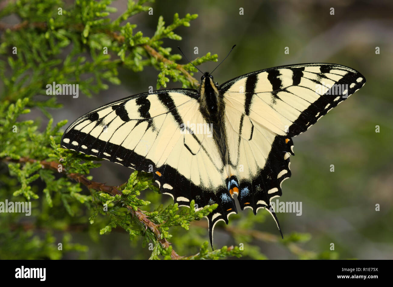 Eastern Tiger Swallowtail, Papilio glaucus, male perched on eastern red cedar, Juniperus virginiana Stock Photo