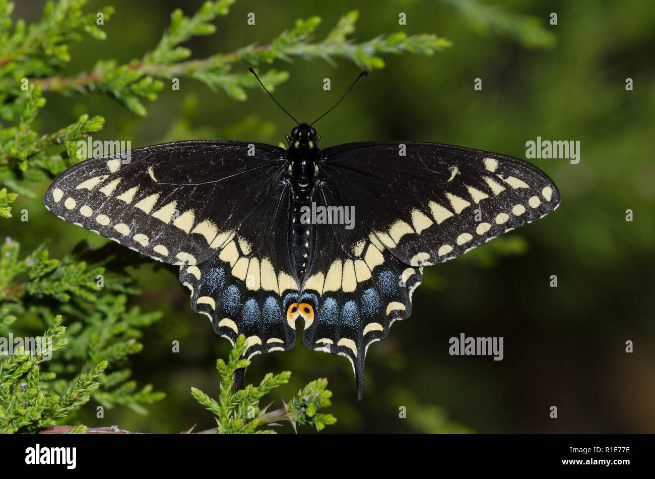 Black Swallowtail, Papilio polyxenes, male perched on eastern red cedar, Juniperus virginiana Stock Photo