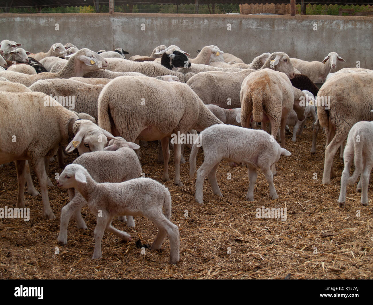 A flock of sheep, lambs and rams on a farm feeding Stock Photo Alamy