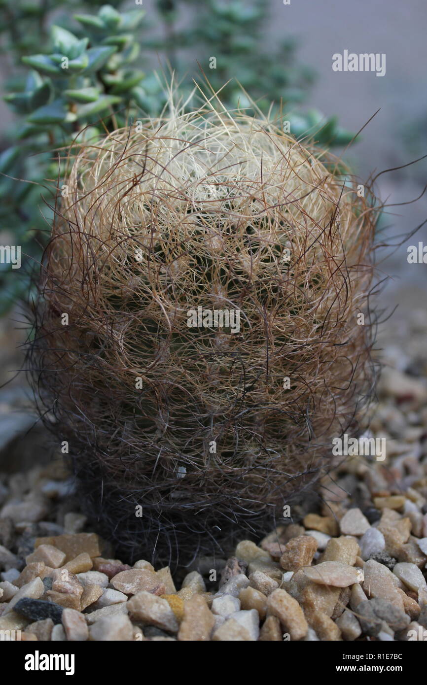 Beautiful desert cactus plant growing in the desert garden Stock Photo