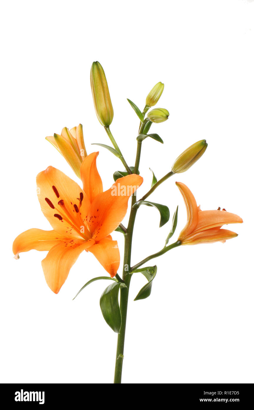 Orange Asiatic lily flower foliage and buds isolated against white Stock  Photo - Alamy