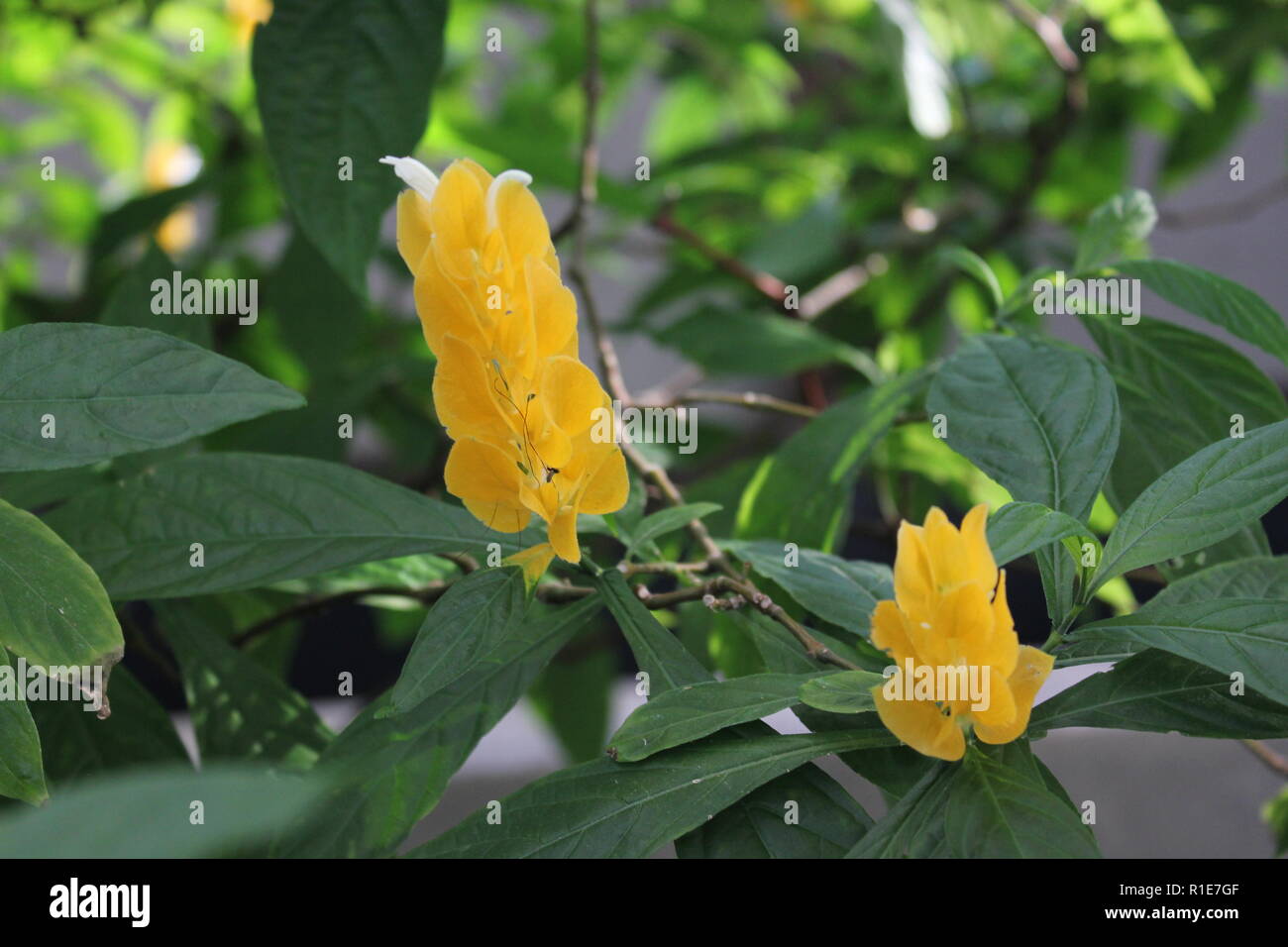 Lollipop llant, golden shrimp plant, pachystachys lutea, yellow flower. Stock Photo