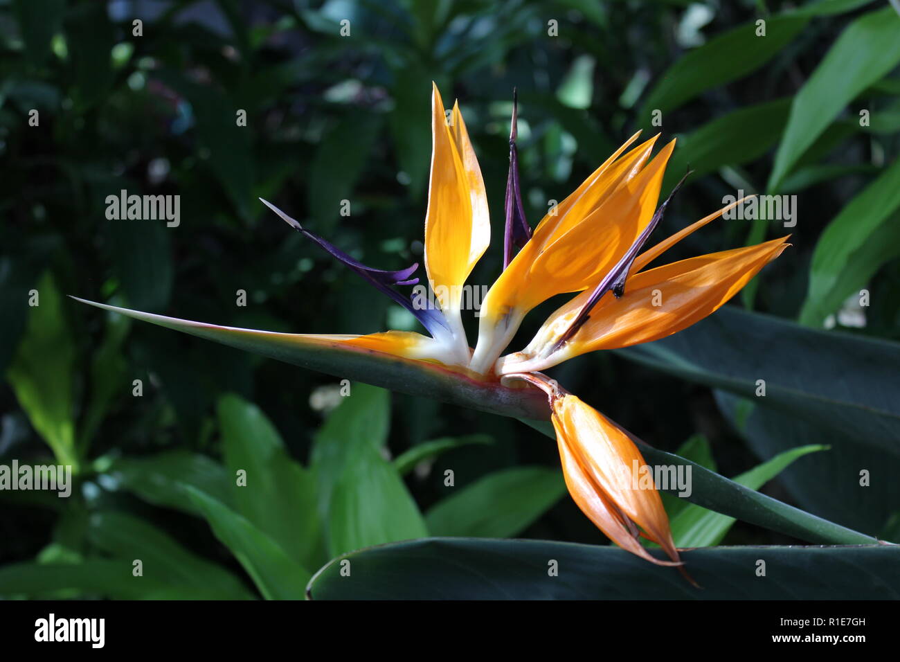 Bird of Paradise, strelitzia, orange and purple flower growing in the  flower garden Stock Photo - Alamy