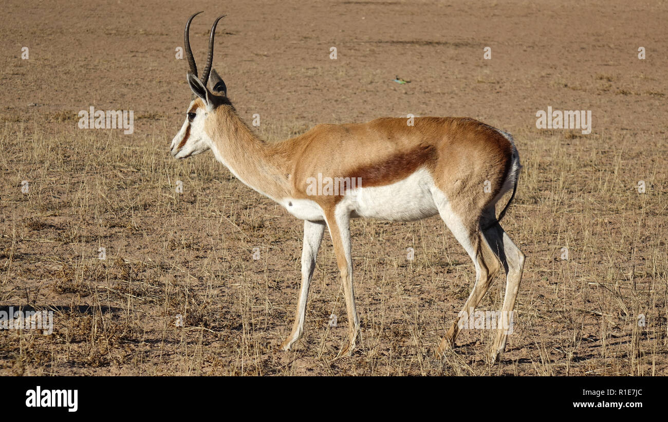 One gazelle standing alone in savannah on the ground with withered grass. Viewed in close-up from the side. Stock Photo
