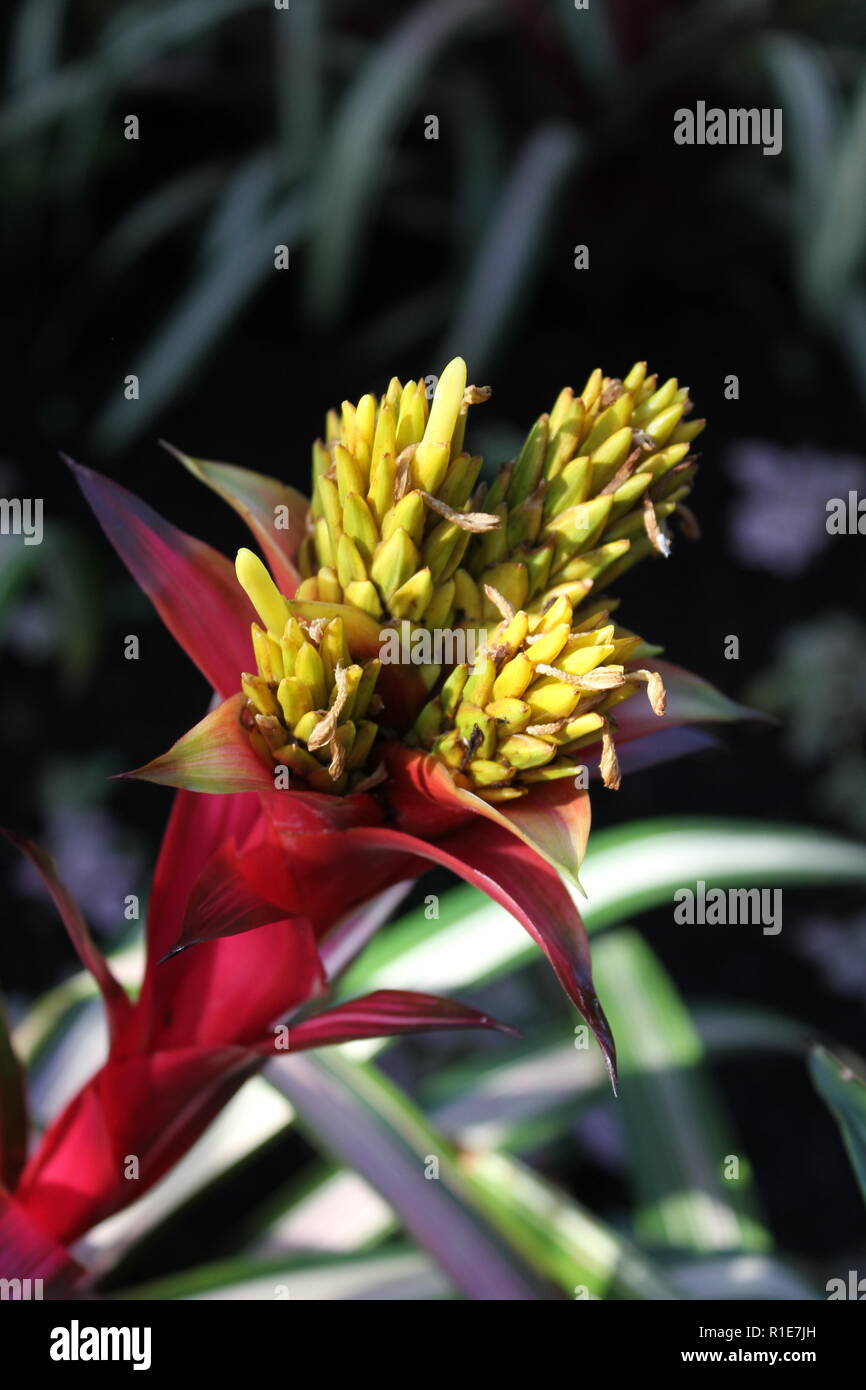 Guzmania hybrid, tufted air plant, green foliage growing in the flower