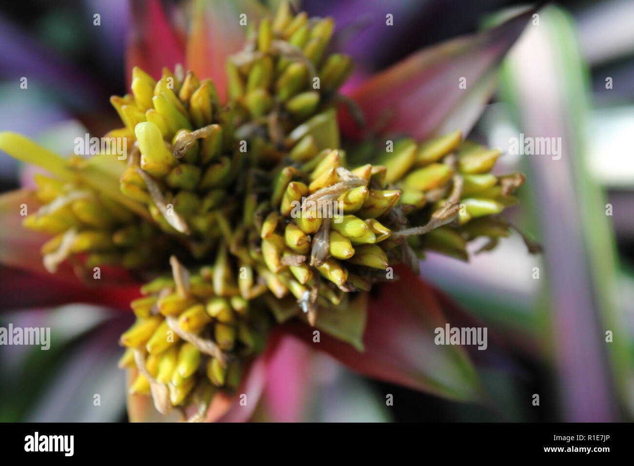 Guzmania hybrid, tufted air plant, green foliage at the Garfield Park