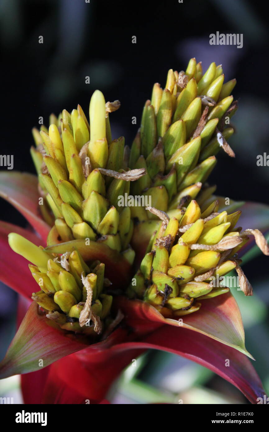 Guzmania hybrid, tufted air plant, green foliage at the Garfield Park
