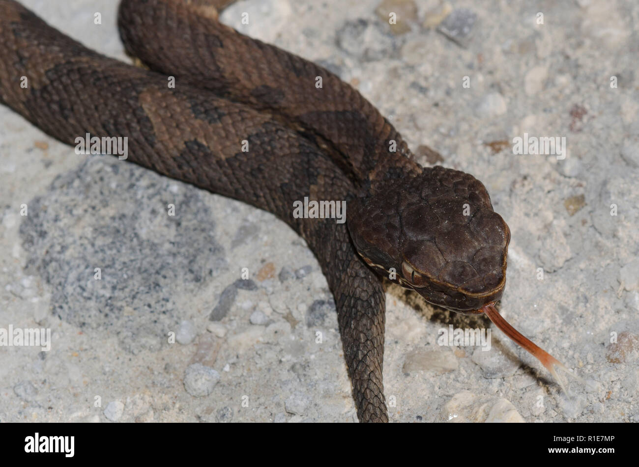 Cottonmouth tongue hires stock photography and images Alamy