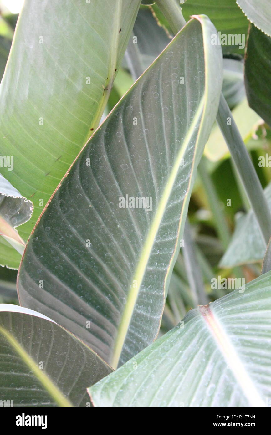 Bird of Paradise, strelitzia, green leaf growing in the tropical garden. Stock Photo