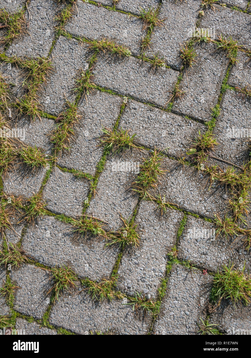 Weeds growing in cracks of concrete hi-res stock photography and images ...