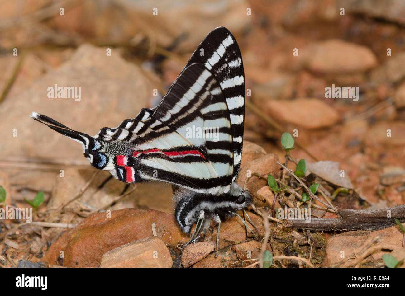 Zebra Swallowtail, Eurytides marcellus, mud-puddling Stock Photo