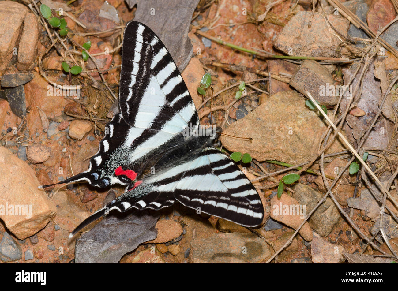 Zebra Swallowtail, Eurytides marcellus, mud-puddling Stock Photo