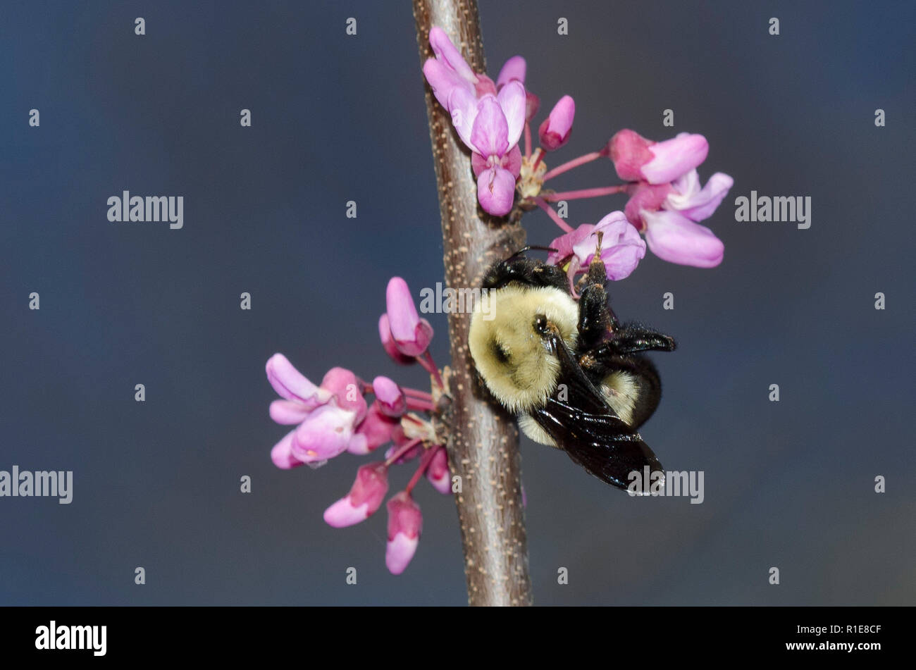 Brown-belted Bumble Bee, Bombus griseocollis, on Eastern Redbud, Cercis canadensis Stock Photo
