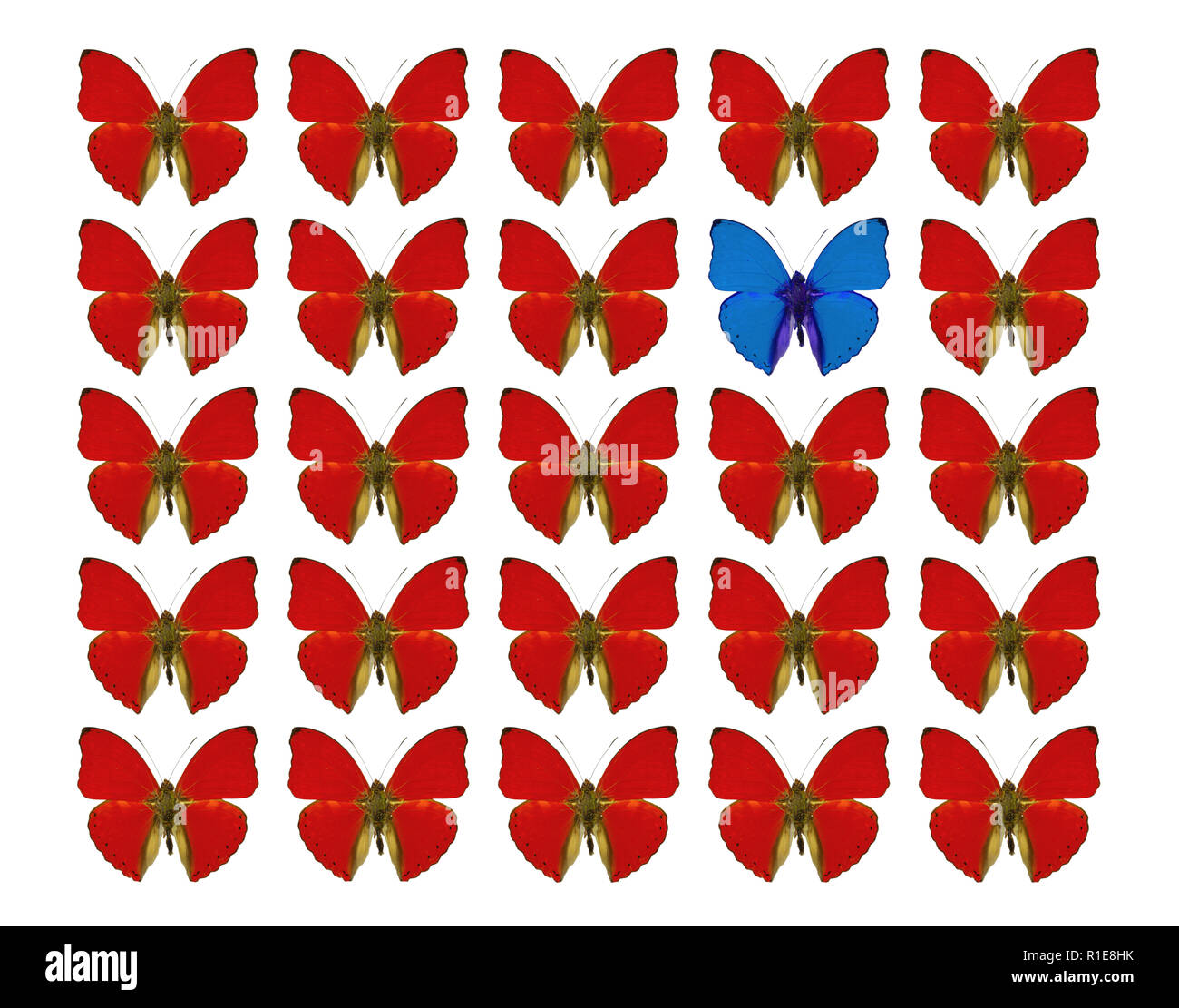Butterflies showing concept of difference, individuality, crowd, standing out, freedom, individuality Stock Photo