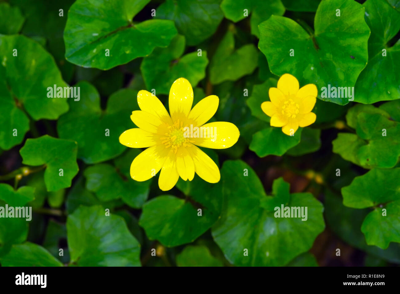 Flowers and leaves of lesser celadine or pilewort (Ficaria verna; formerly Ranunculus ficaria) Stock Photo