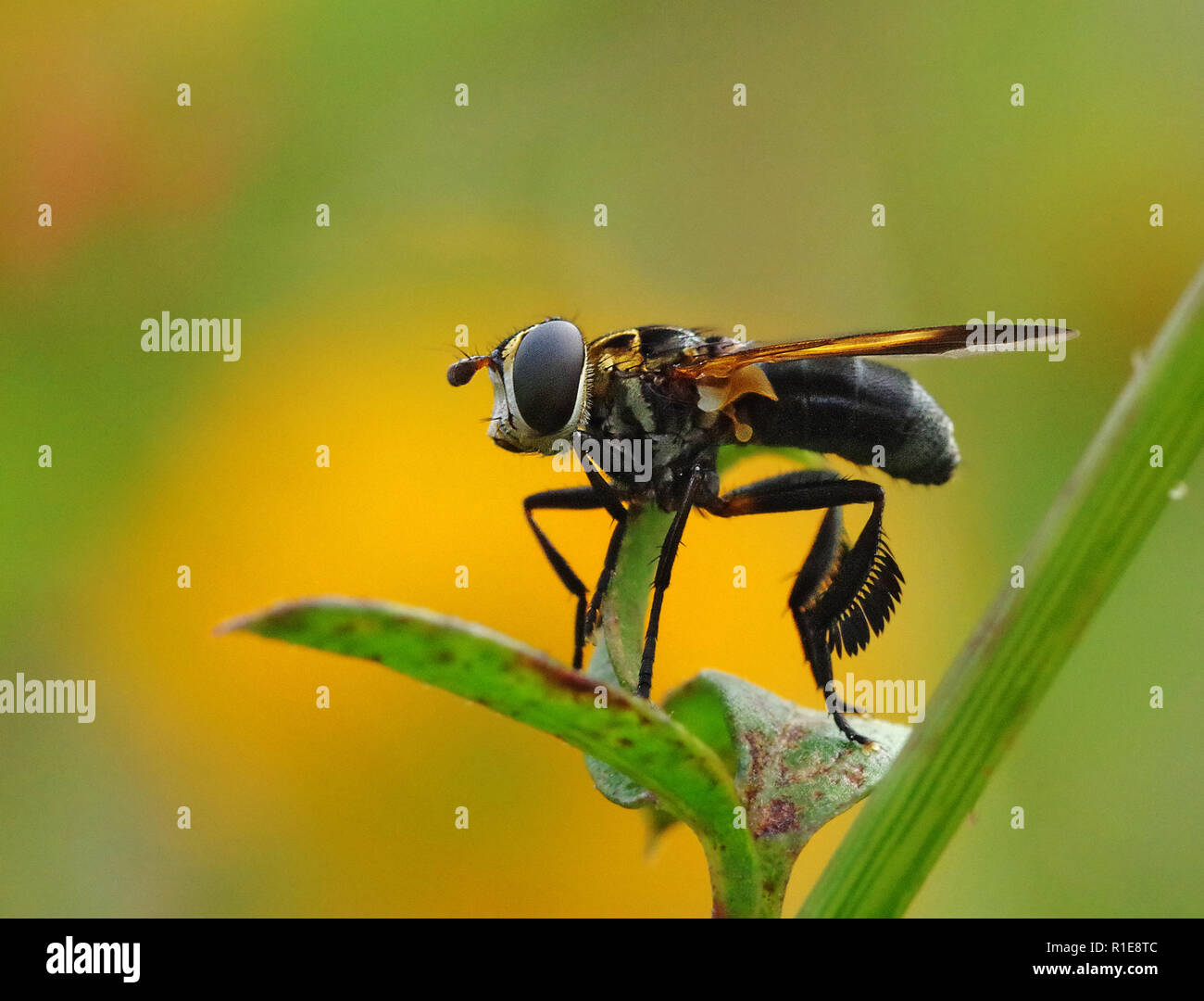 Feather-legged fly Trichopoda pennipes, a parasite of stink bugs used for biological controls Stock Photo