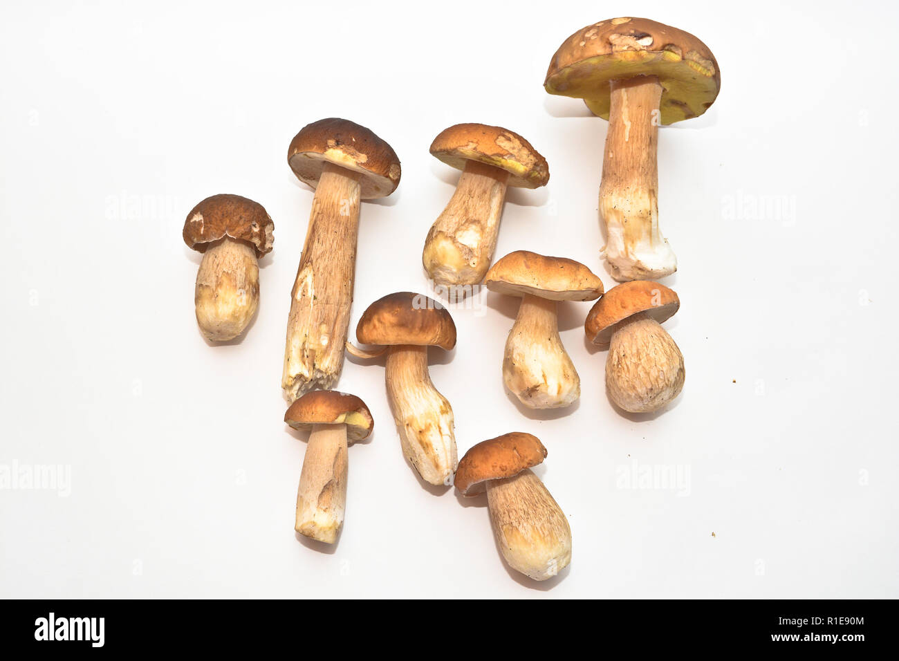White mushroom (Boletus edulis). Group of edible mushrooms on white background. Stock Photo