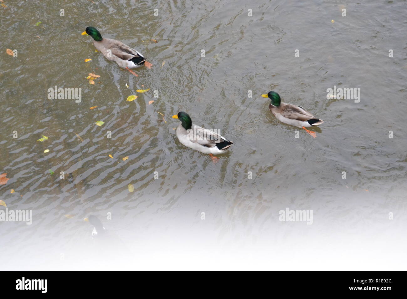 Mallards at Sweetwater Duck Park in Sweetwater, TN Stock Photo