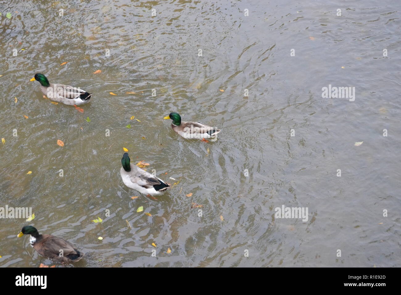 Mallards at Sweetwater Duck Park in Sweetwater, TN Stock Photo