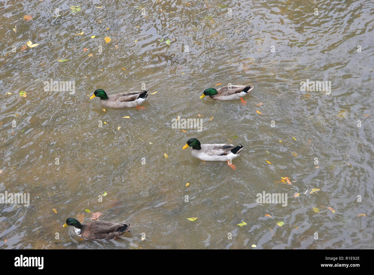 Mallards at Sweetwater Duck Park in Sweetwater, TN Stock Photo