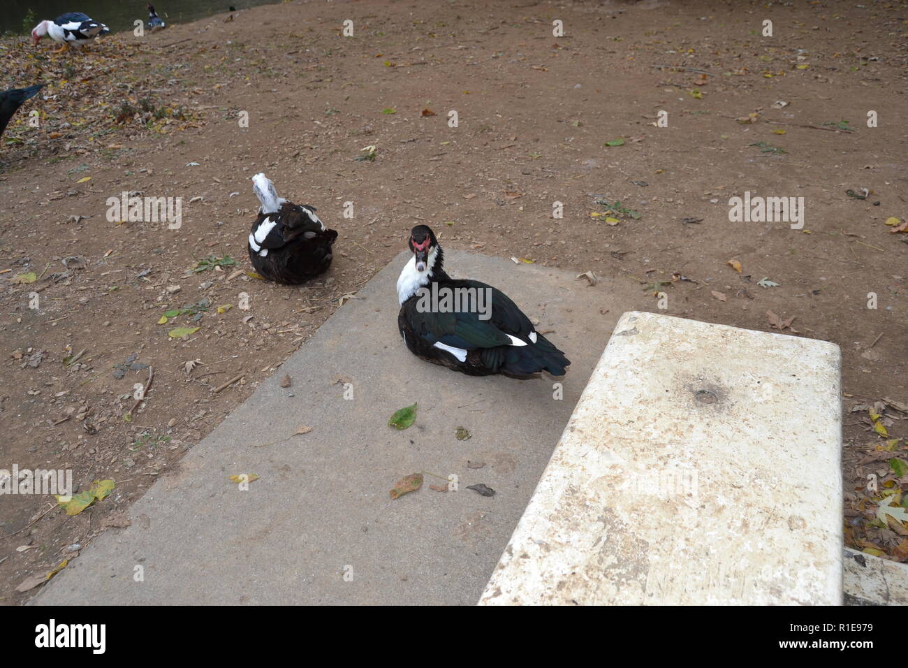 The Muscovy Duck at Sweetwater Duck Park Stock Photo