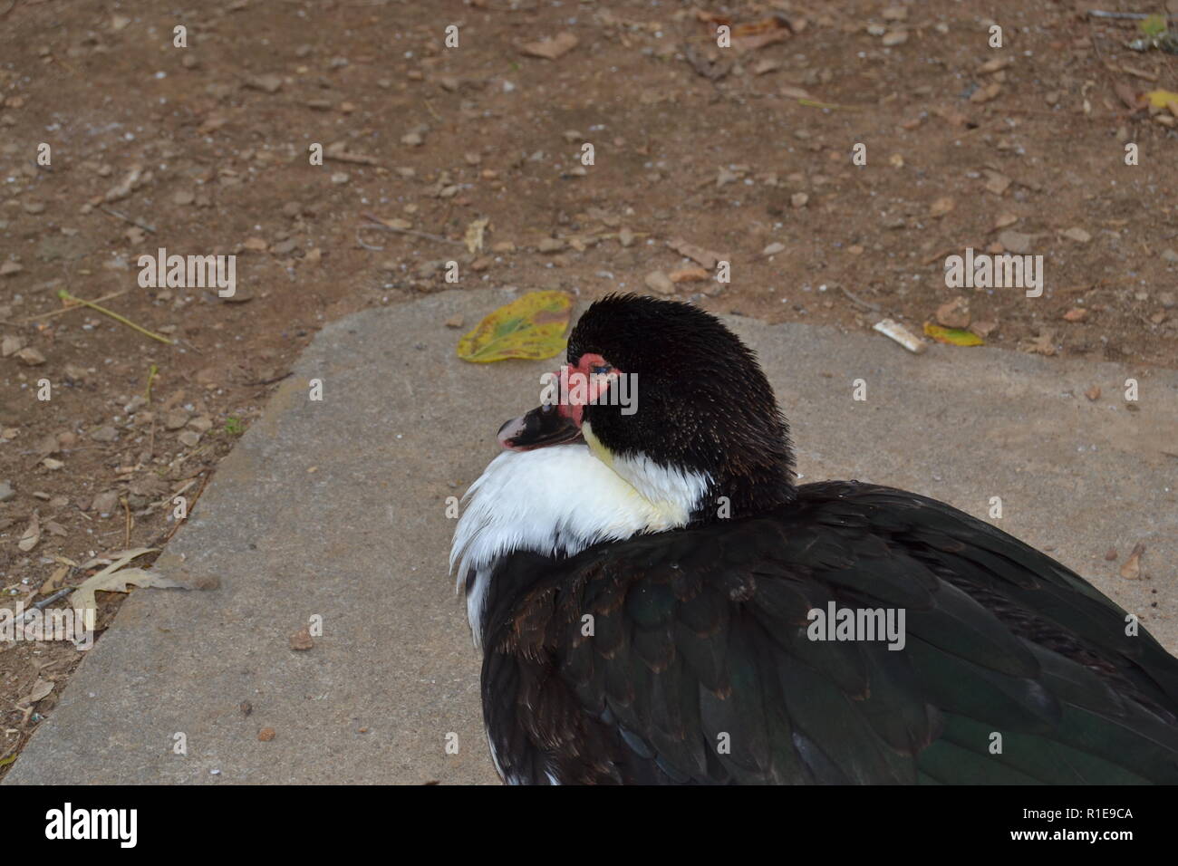 The Muscovy Duck at Sweetwater Duck Park Stock Photo