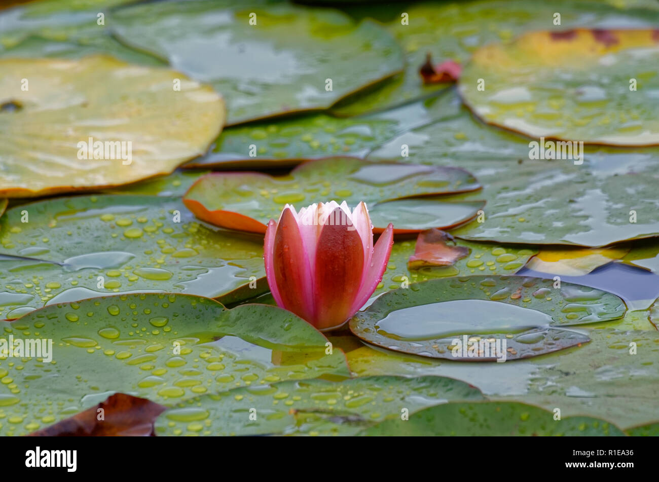 Wild lotus flowers, growing in lagoon Stock Photo - Alamy