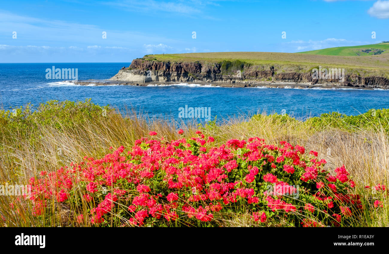 View across wild flowers at Loves Bay part of the Kiama to Gerringong Coastal Walk excellent for native wildlife and whale watching NSW, Australia. Stock Photo