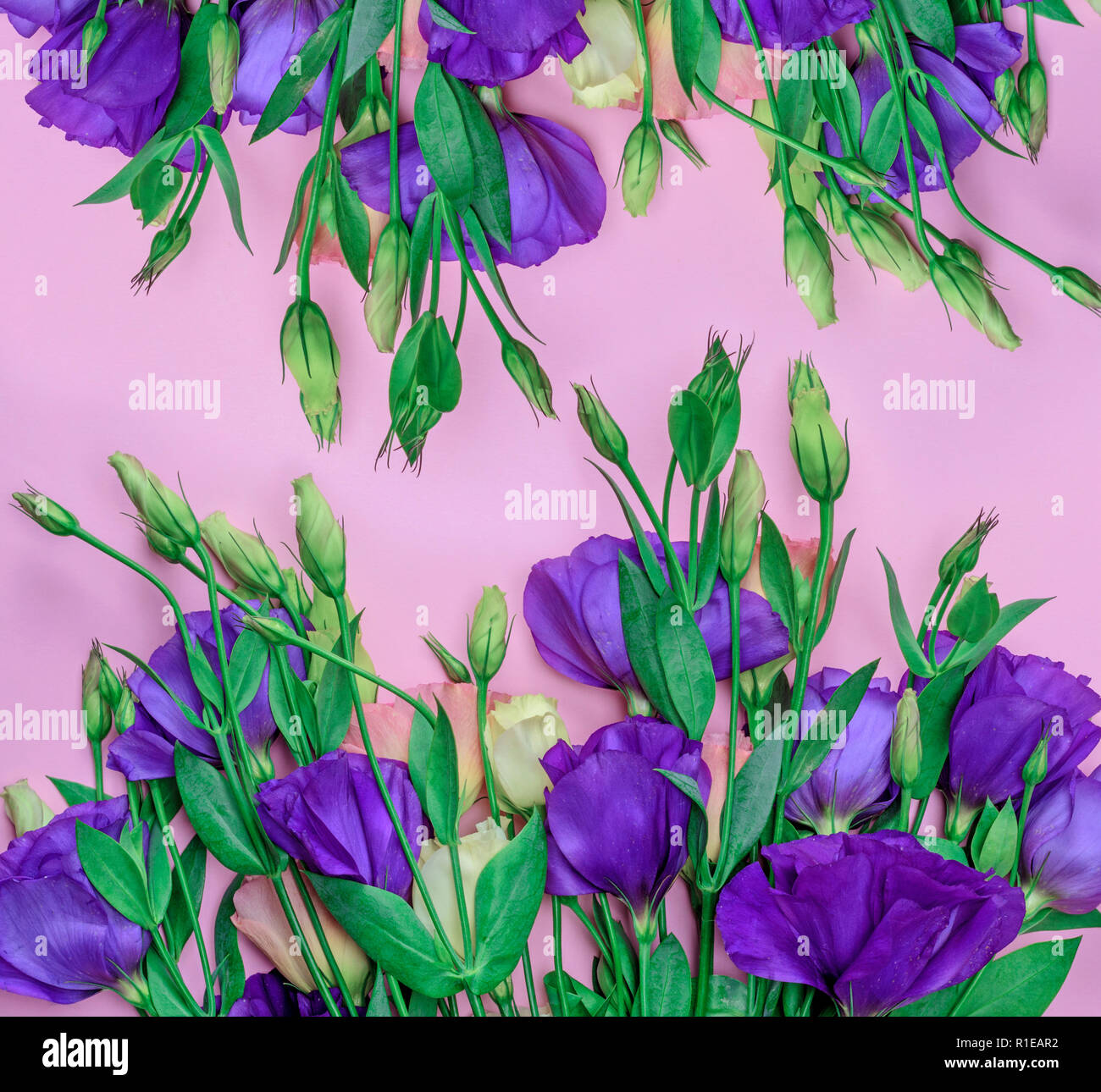 Top view blooming eustoma hi-res stock photography and images - Alamy