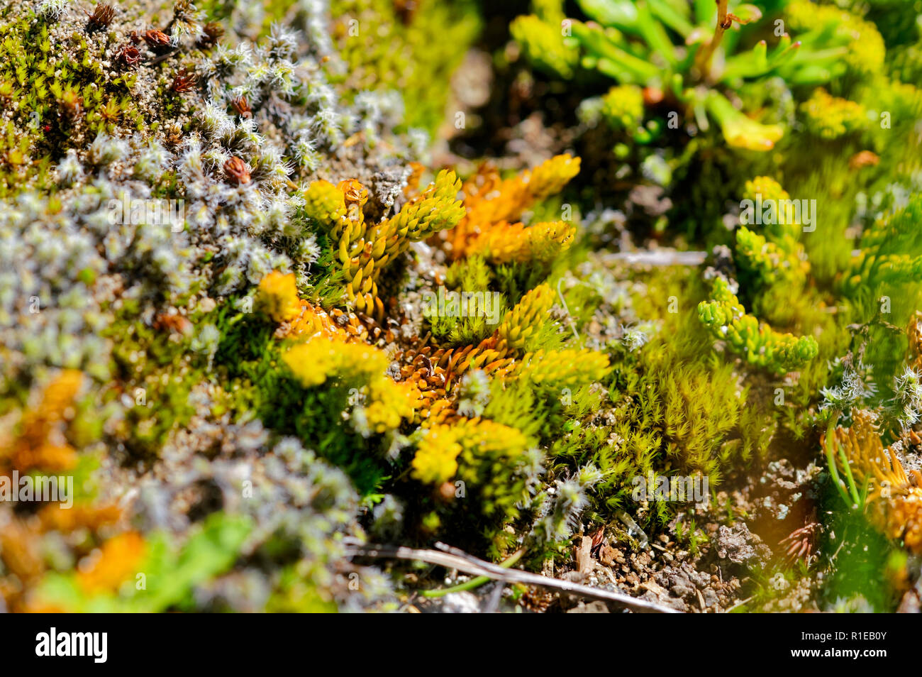 Small plants that grow inside an inactive crater of Antillanca volcano