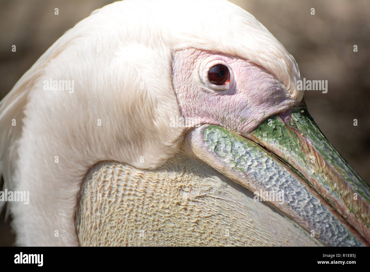 Closeup side view of beautiful red eye white pelican Stock Photo