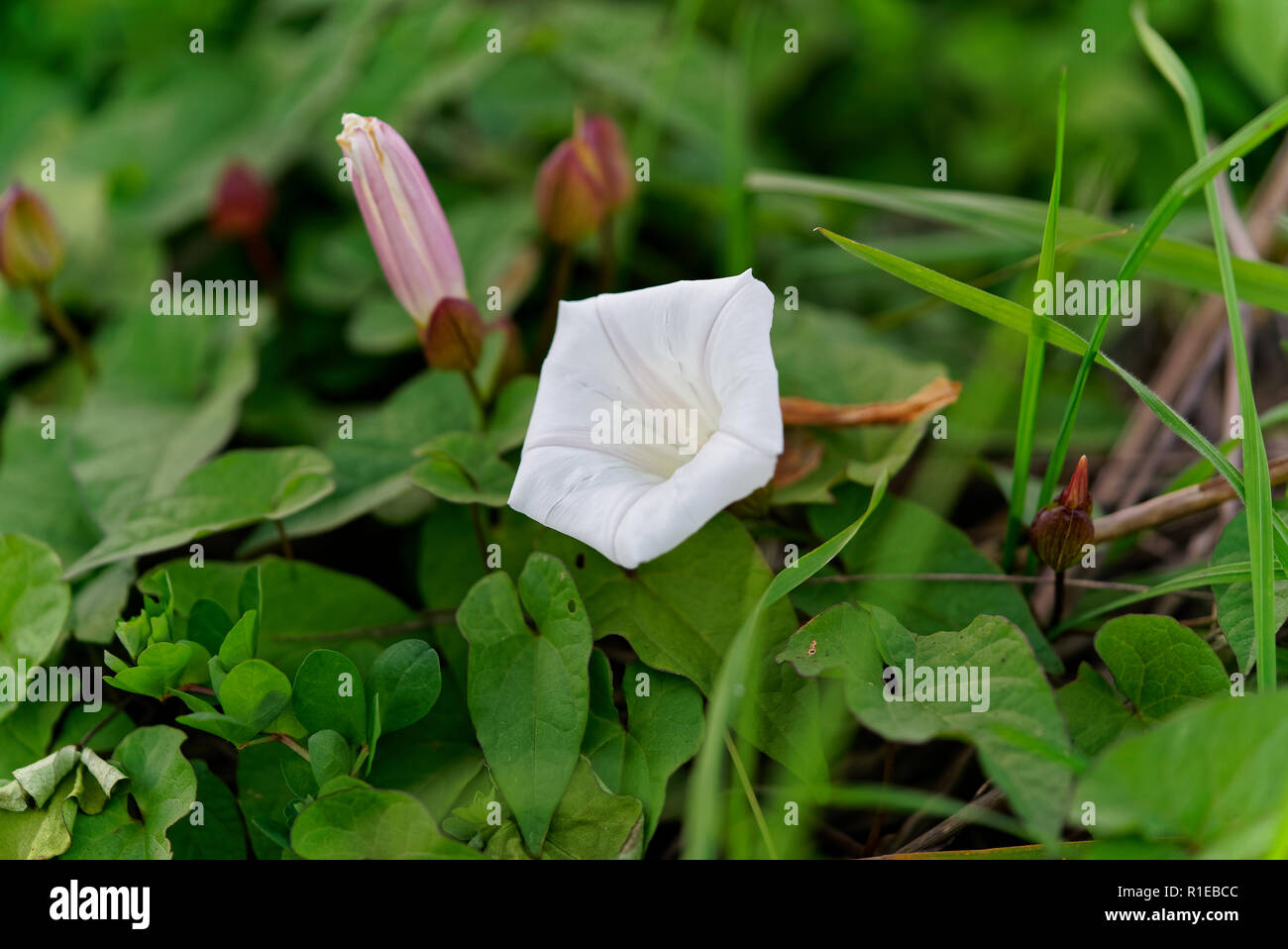 White wildflowers, grows in wet areas Stock Photo Alamy