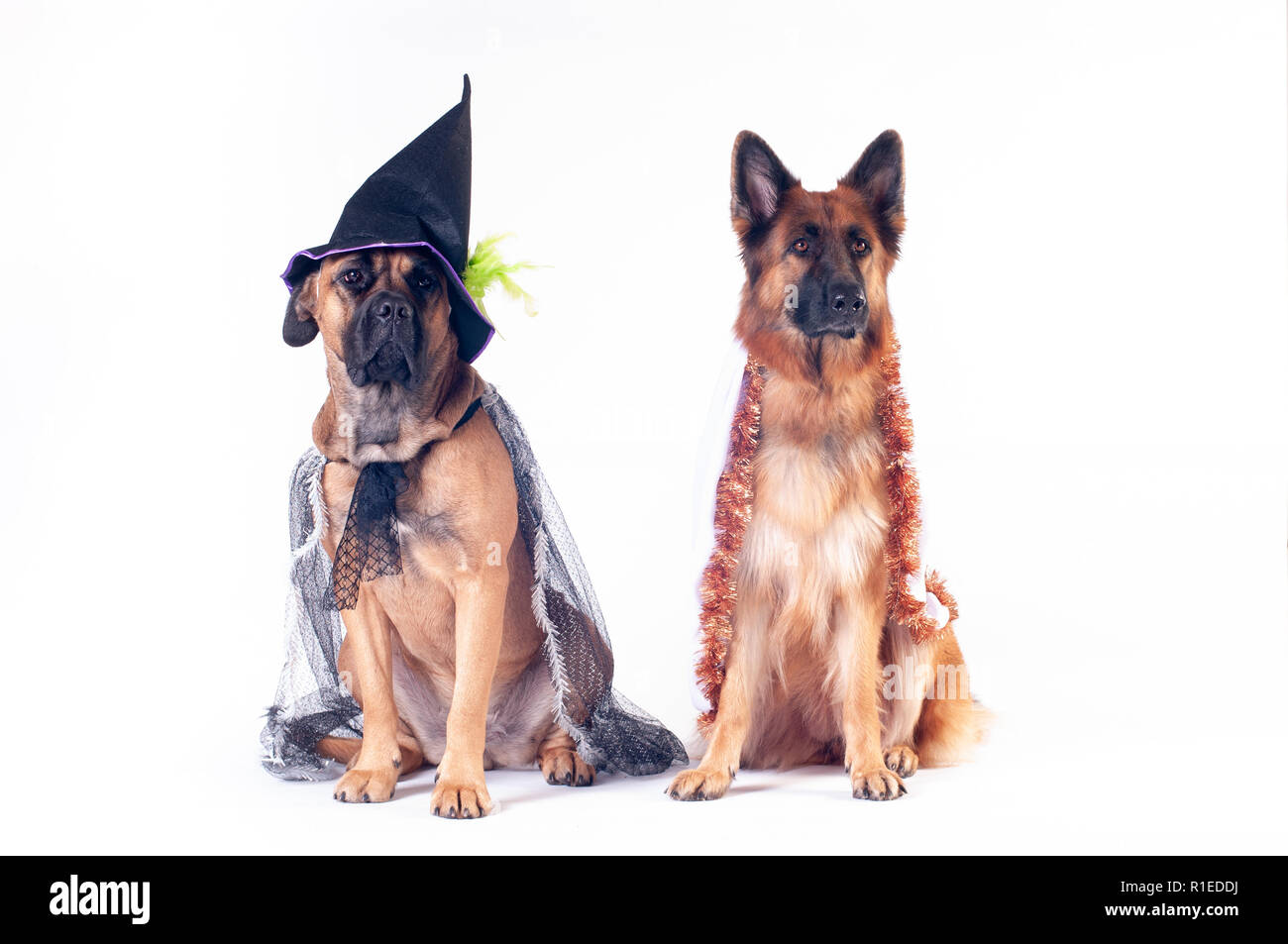 Two Big Dogs Cane Corso And German Shepherd On White