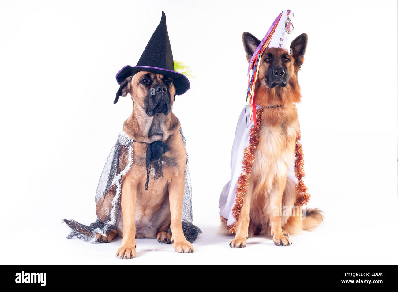 Two Big Dogs Cane Corso And German Shepherd On White