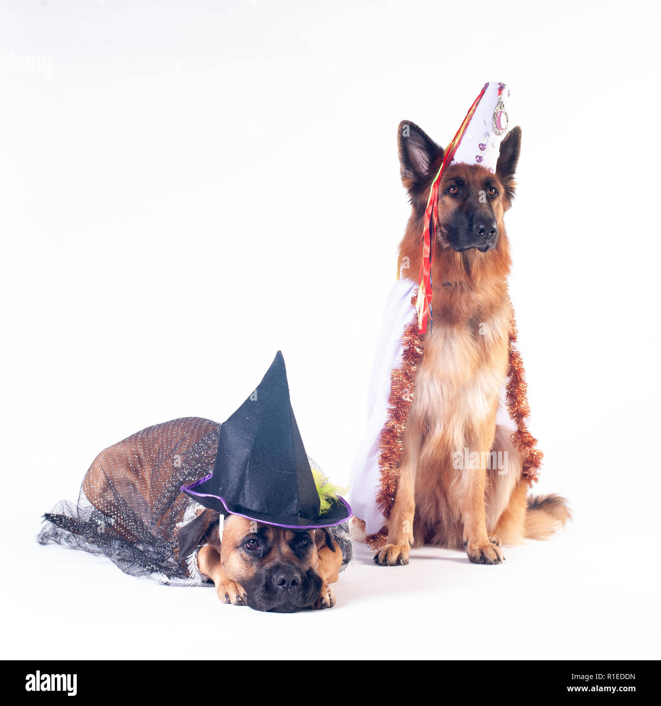 Two Big Dogs Cane Corso And German Shepherd On White