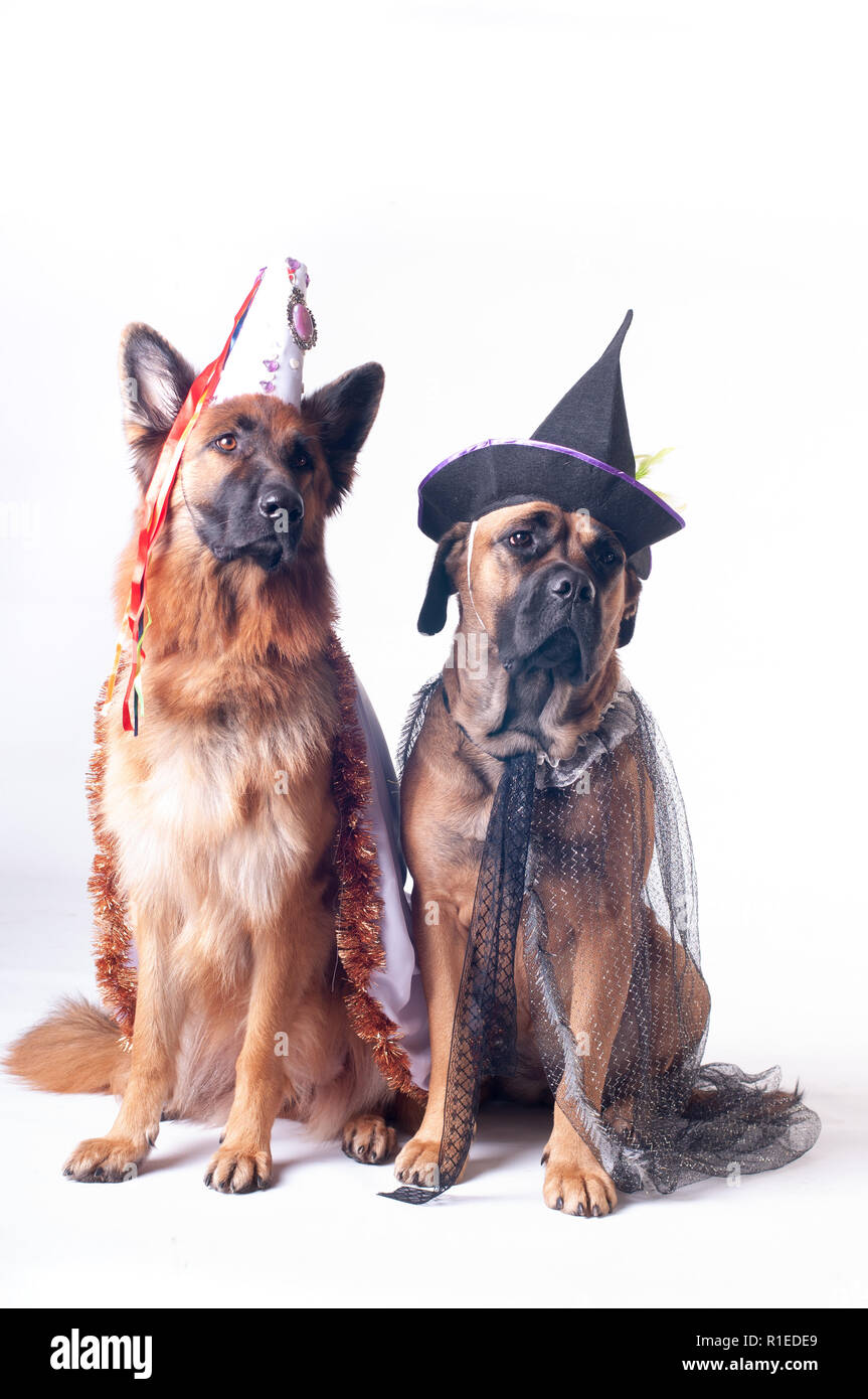 Two Big Dogs Cane Corso And German Shepherd On White