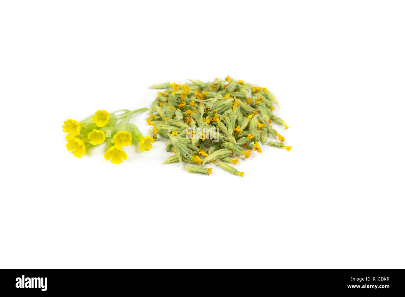 Pile of dried cowslips and fresh one. Primula veris (cowslip, common cowslip, cowslip primrose; syn. Primula officinalis Hill. Alternative medicine co Stock Photo