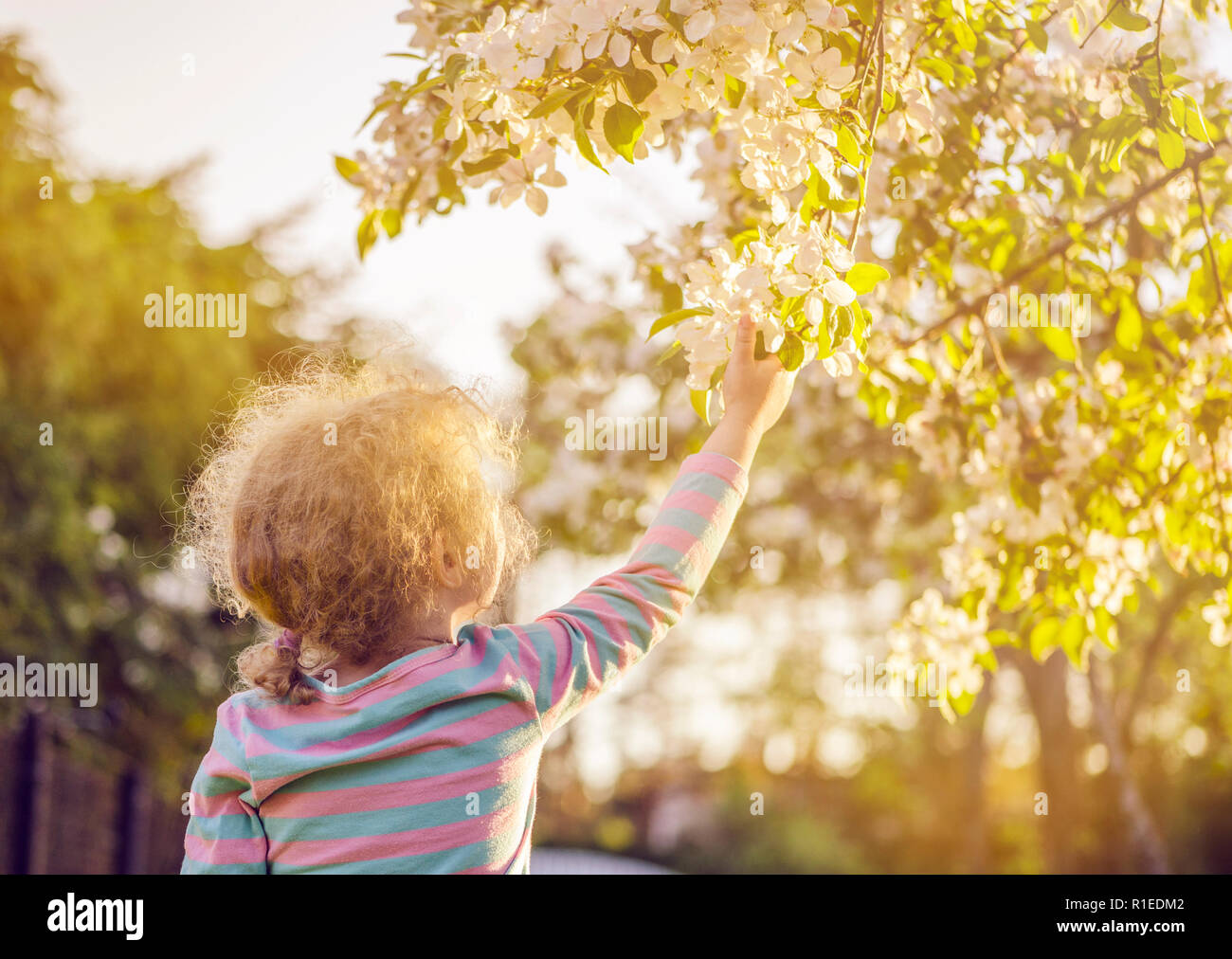 Selective focus on young blonde curly hair girl reaching out to a beautiful apple tree blossoms in spring outdoors, hope concept. Golden hour light. Stock Photo