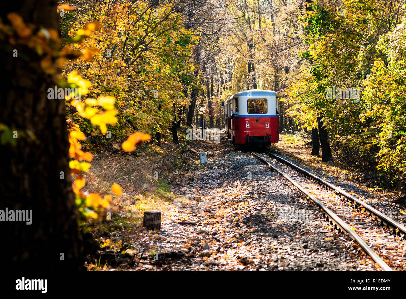 Railroad tracks in the forest between trees on autumn with yellow ...
