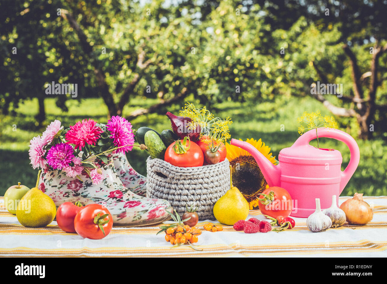 Seasonal gardening set background with various autumn fruits, vegetables gardener tools, pink watering can, white pink floral ankle wellies, outdoors Stock Photo